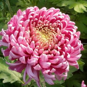 The Chrysanthemum 300x300 
